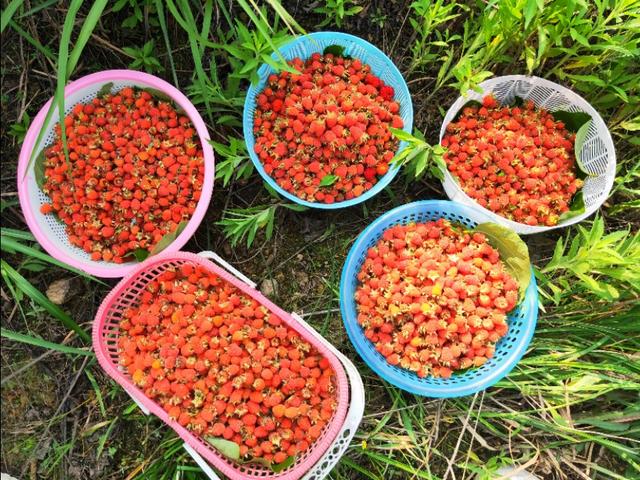 乡村独有的珍果,童年的味道, 强悍的野果采摘能力