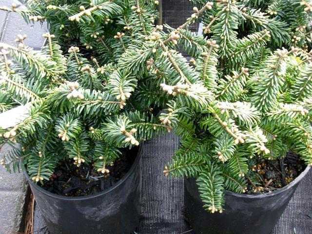 特别矮小的香脂冷杉还能养成窗台上的小盆景植物