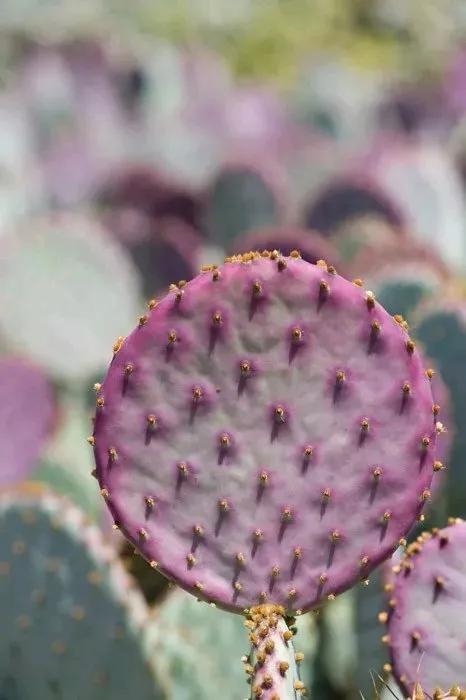 3种"丑花",长得不怎么样,却能旺运镇宅,关键还好养