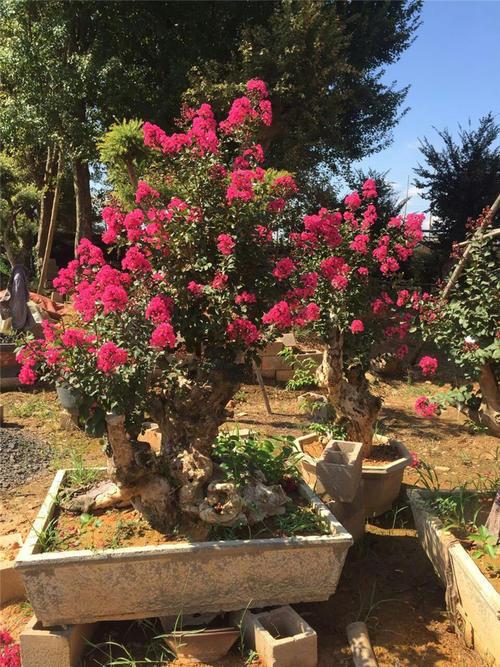 今年夏天流行养紫薇完全不怕晒将它放到太阳下长达开花四个月