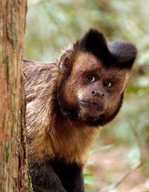 南美洲的猴子迎来石器时代科学家非常担心它们未来将取代人类