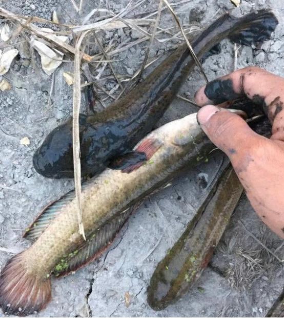 广东多地再现蛇头鱼或因水质变好的关系网友在广东就惨了