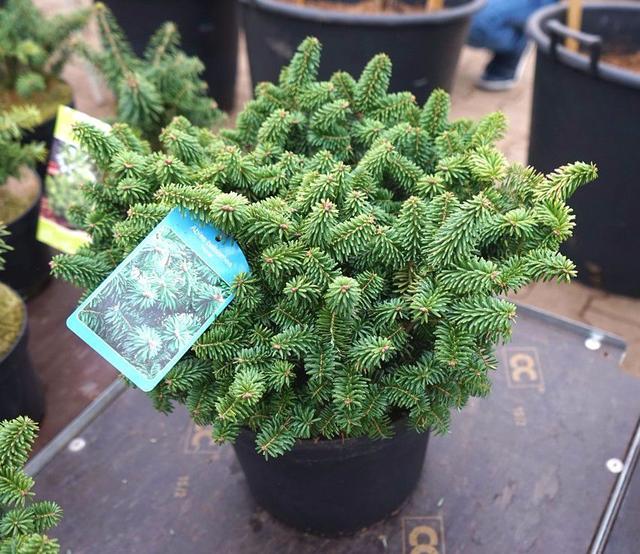 特别矮小的香脂冷杉还能养成窗台上的小盆景植物