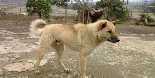 增长情商,疗愈身心的秋灵诚黄犬,现已到了濒临灭绝的境地