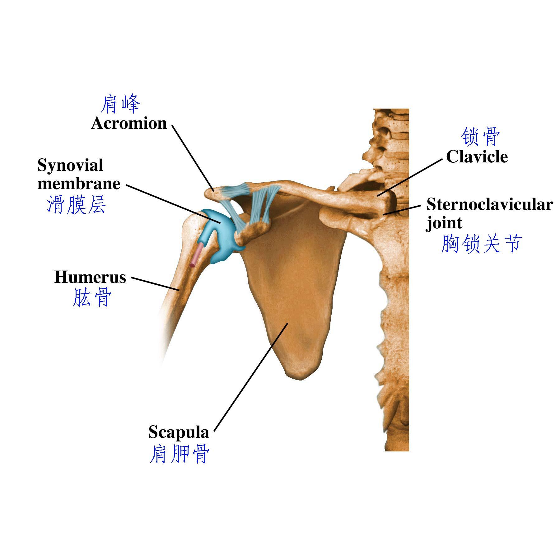 现在才发现,天王嫂昆凌的锁骨,像极了童话里的公主