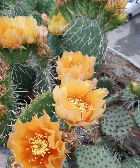 3种丑花很多人不喜欢殊不知能旺运镇宅关键还好养