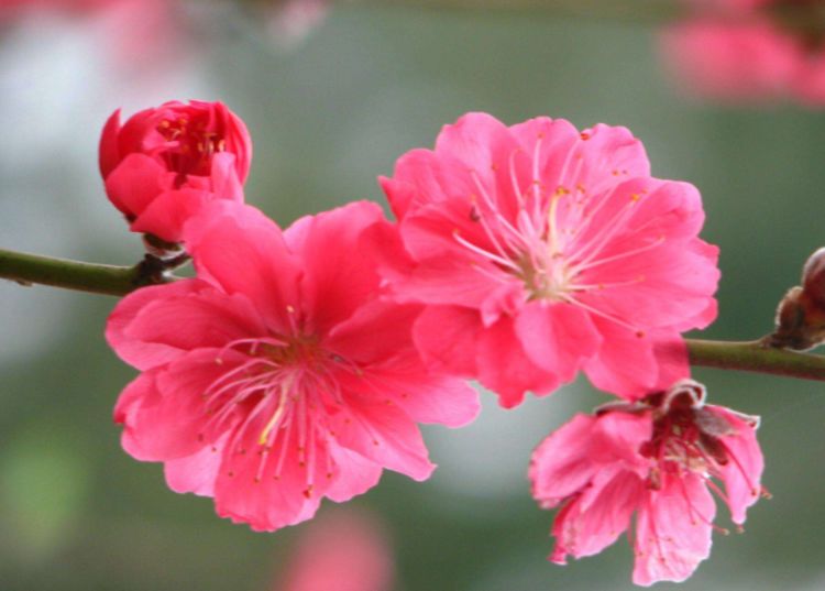 6月事业大吉大利,正财大旺,桃花姻缘滚滚而来的三生肖