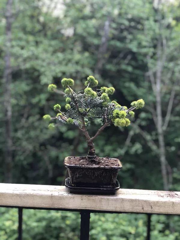 特别矮小的香脂冷杉还能养成窗台上的小盆景植物