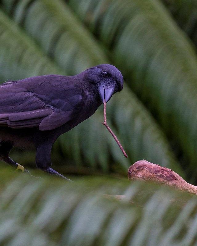 夏威夷乌鸦能灵活地用树枝钩出树洞中的幼虫智商堪比儿童