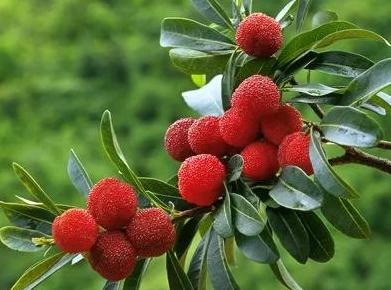 夏天,清凉解暑的水果,比如西瓜,桃子,杏子,杨梅,哈密瓜等