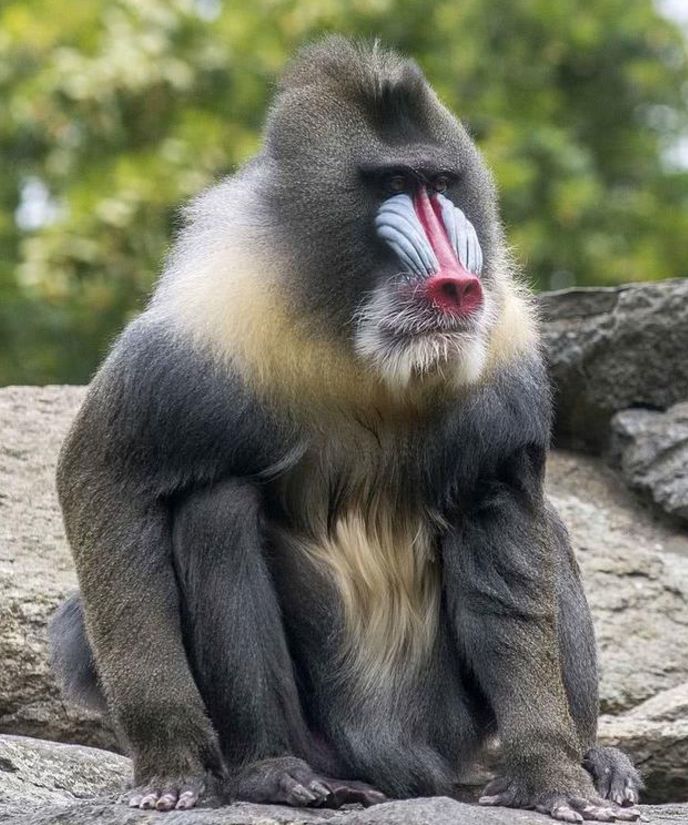 山中无老虎猴子称大王老虎狮子猎豹都不是它的对手