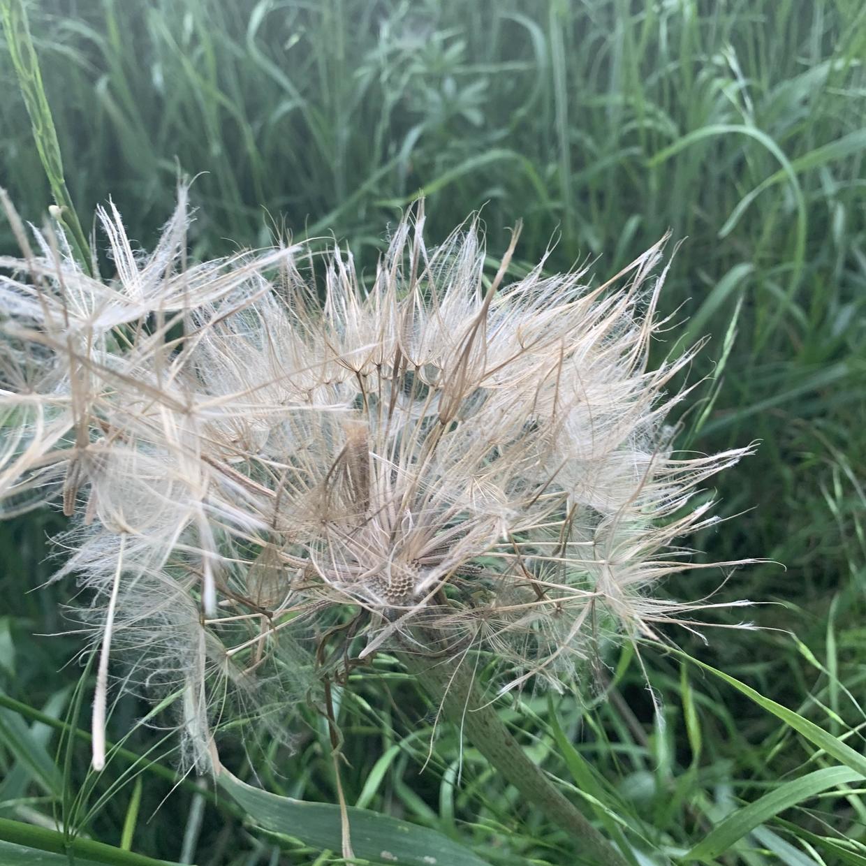 网红巨大蒲公英,售价20一支!城里人买疯了,农村地头一大片