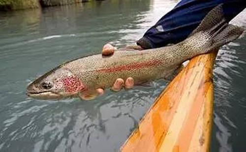 3种"最脏"的鱼,含有很多寄生虫,许多人都不懂,经常买着吃