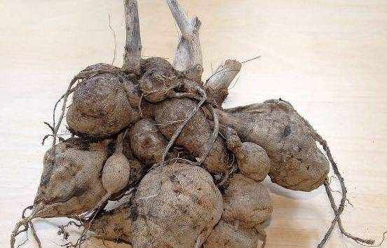 家里3种花,养好长出"红薯根",第1种开花"巴掌大"