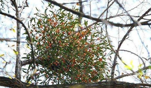 树上一种"寄生草",人称"桑寄生",是名贵中草药,野外难寻