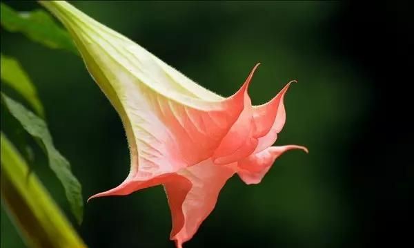 佛教的四大吉花,知道全的人不多|佛教|山玉兰|曼陀罗花_新浪新闻