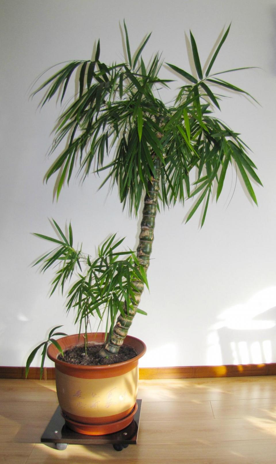 佛肚竹的养护方法这样养护不再发黄枯萎