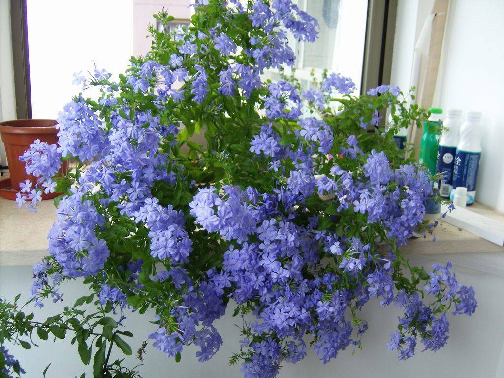 夏季养的花卉养几盆在家里颜值高又清新