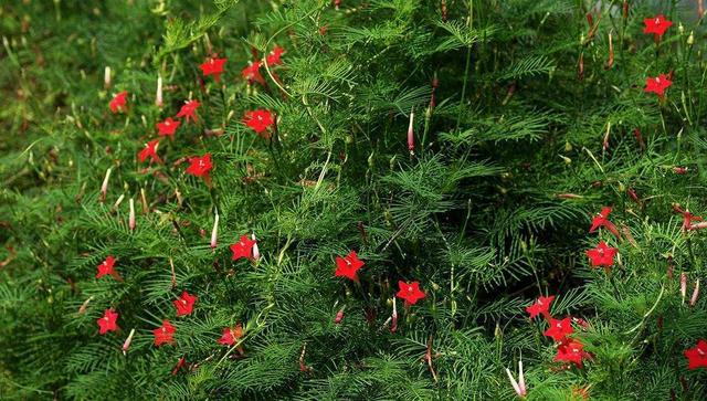 大家爱叫它"新娘花",夏天一边开花一边攀爬|新娘花|羽叶茑萝|五角星