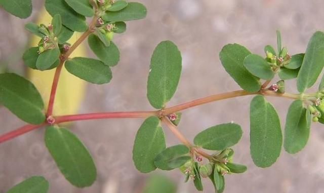 农村一种"野草",最爱趴地上,与马齿苋是近亲
