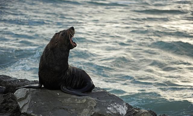 贝加尔湖是淡水湖又距离海洋2000多公里,为何湖里还有海洋动物