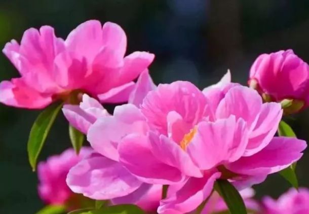 4属相求财有道,风生水起,好运挡都挡不住