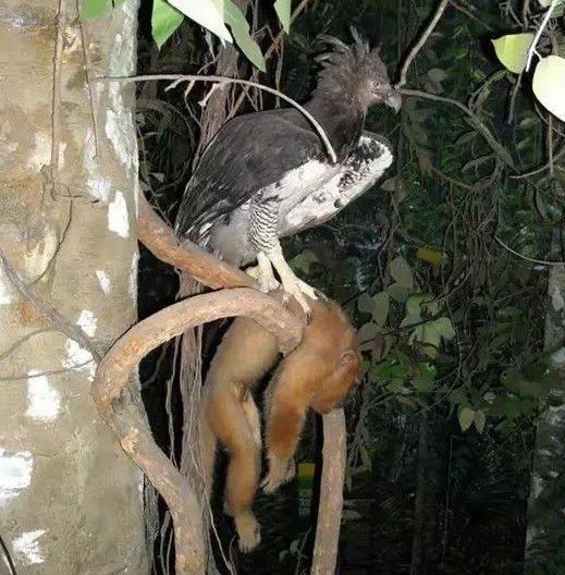 世界上体型最大的捕食性猛禽,爪子可以刺穿很厚的铁板!
