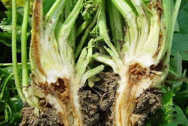 同时避免使用氮肥和钾肥,这样就能很好的避免芹菜得缺钙