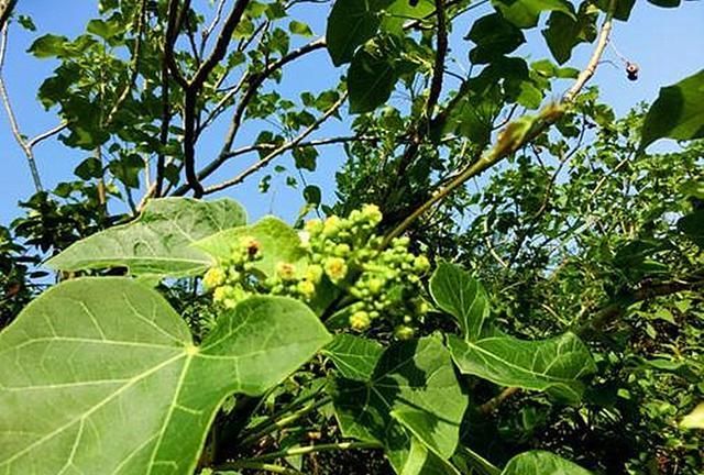 农民称它麻疯树以前被农民大量砍掉