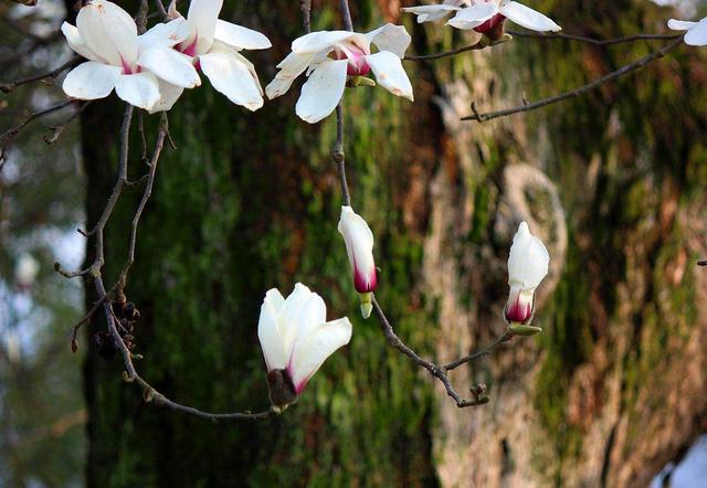 4种如意树一边欣赏一边乘凉种在院子寓意好