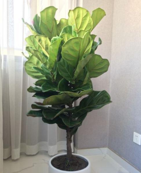 家中养琴叶榕,学会1个"技巧",蹭蹭冒侧芽,轻轻松松枝繁叶茂__财经头条