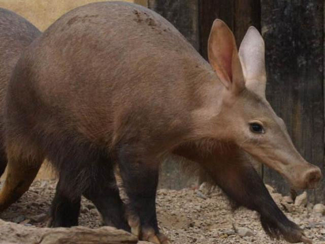 土豚(学名:orycteropus afer)又叫非洲食蚁兽,是一种身强力壮的动物.