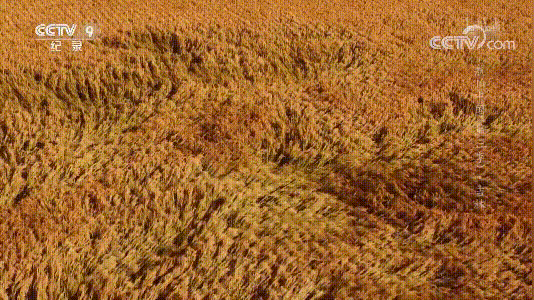 2,这部新国产片会让你无法呼吸