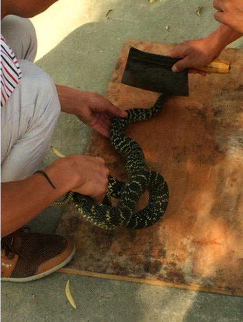 男子帮人杀蛇做锅龙凤汤,砍下蛇头准备丢弃时,结果悲剧了