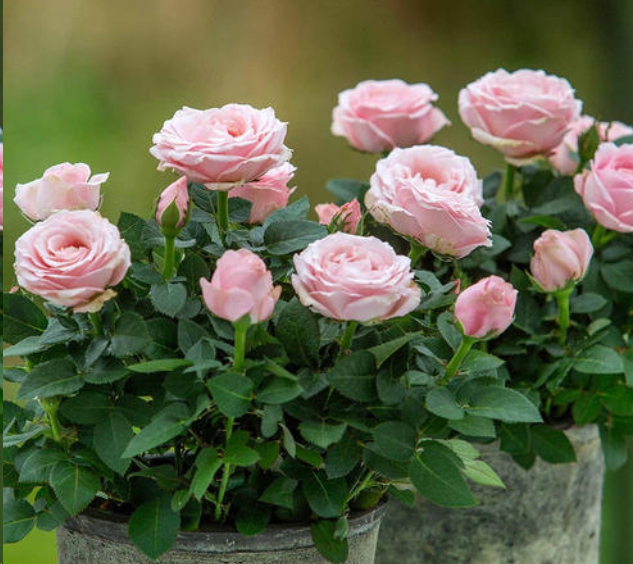 想让月季长的矮小开花多试试这一招