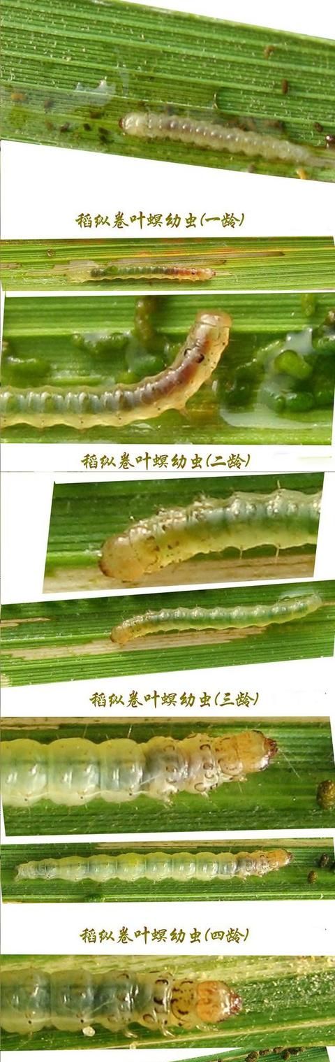 两广水稻卷叶虫爆发,1种药出奇致胜