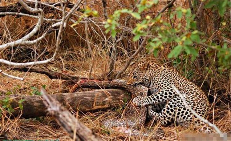 豹子捕食巨蟒,一口下去竟没有反击,豹子啃吃时揭露了原因!