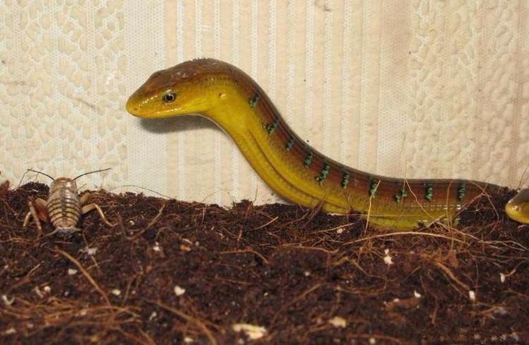 男子外出郊游发现"小黄蛇",当地人称其不是蛇并且无毒