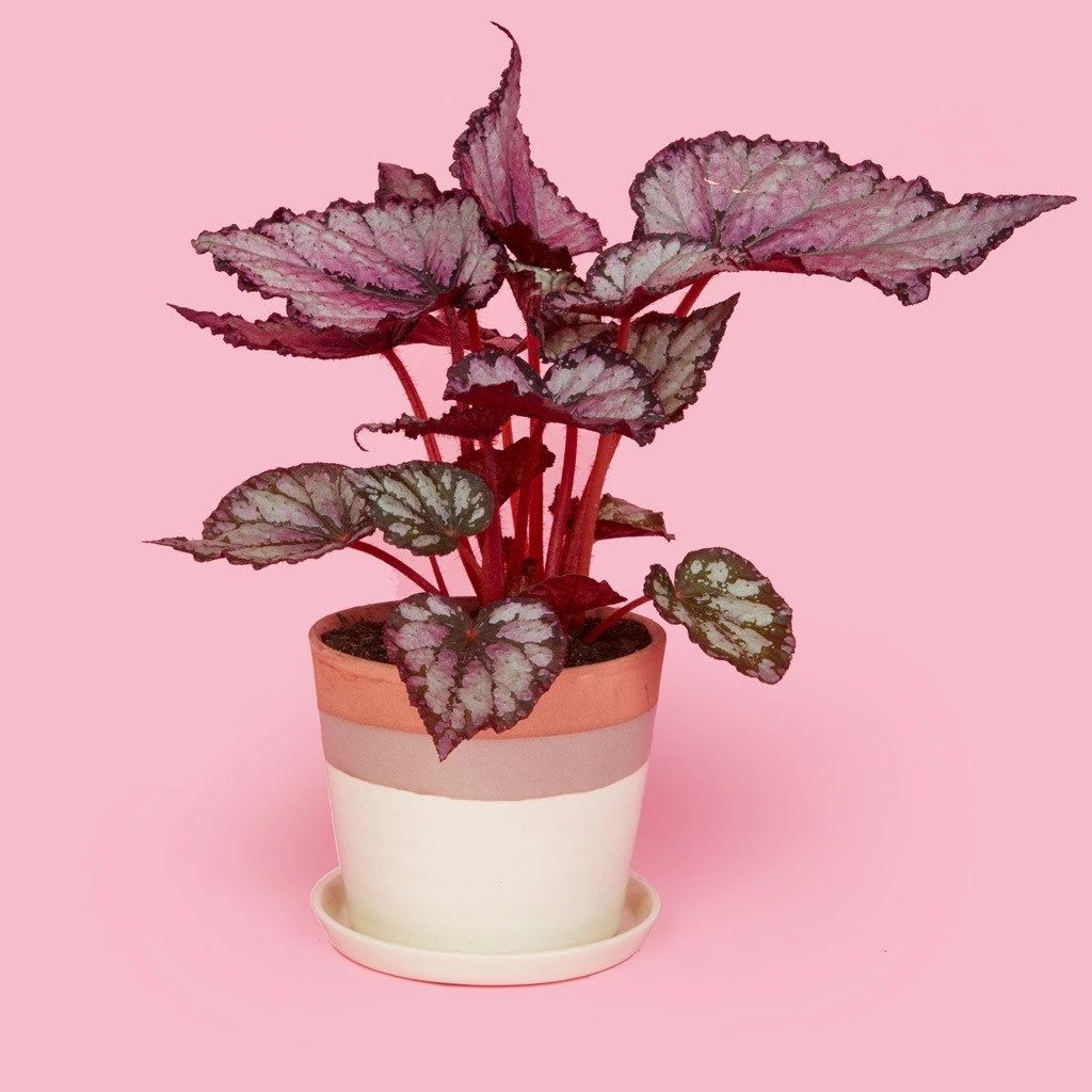 用蟆叶秋海棠杂交培育的观叶植物叶子可比花好看桌面上都能养