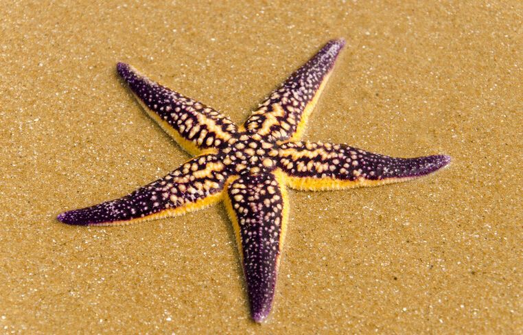 自己的胃吐进贝壳里,等到胃消化完食物之后才会重新被拉回到海星体内