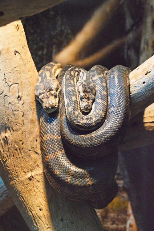 村里树上爬满了眼镜蛇小孩都害怕大人们却把这种树当宝贝