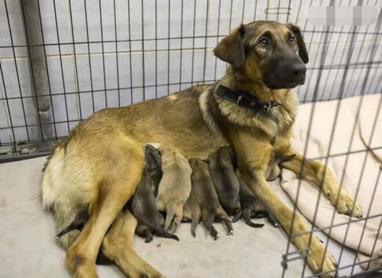 流浪狗钻进地铁,在车厢内生下一窝狗崽,乘客却这样子做