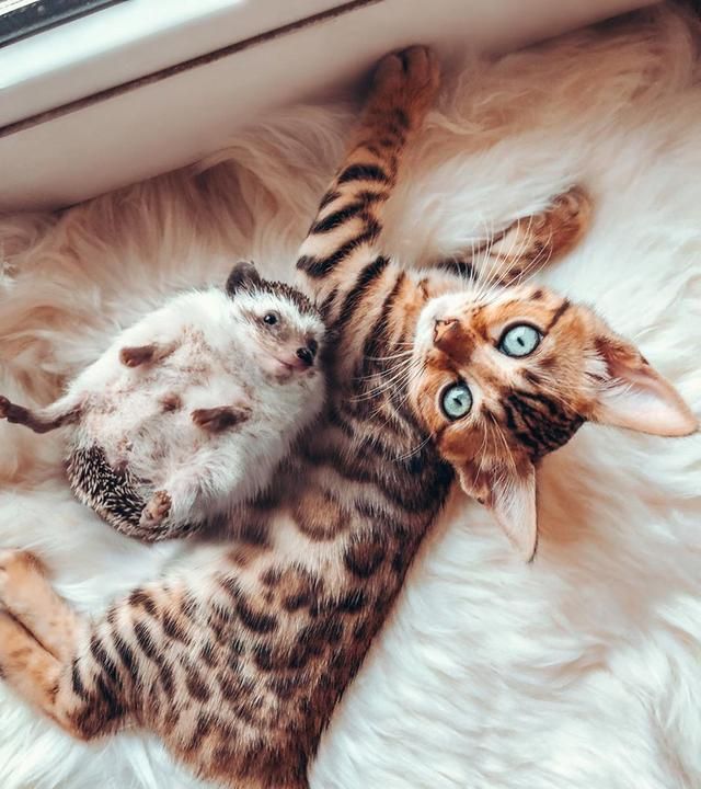 当一只刺猬爱上了一只猫以后,它们决定一起去拍旅行写真