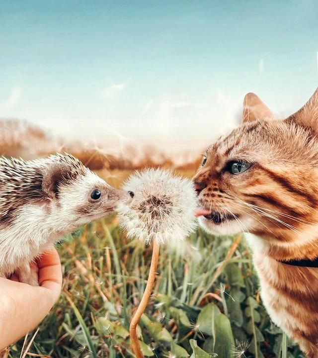 当一只刺猬爱上了一只猫以后,它们决定一起去拍旅行写真
