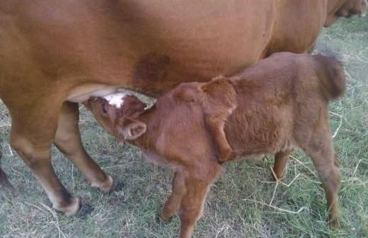 湖北农民家母牛生出一只5条腿的小牛,让人大开眼界