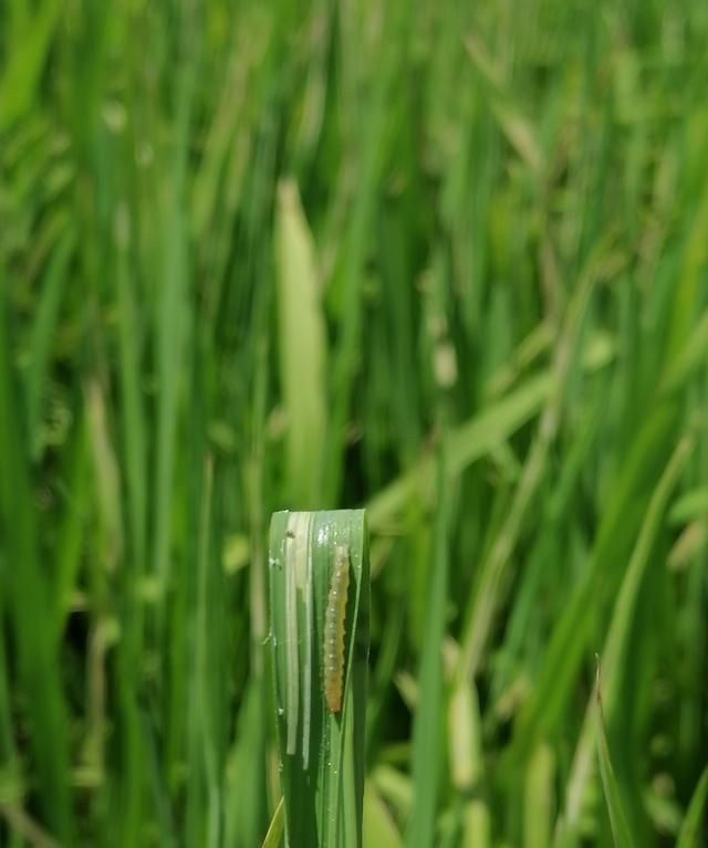 两广水稻卷叶虫爆发,1种药出奇致胜