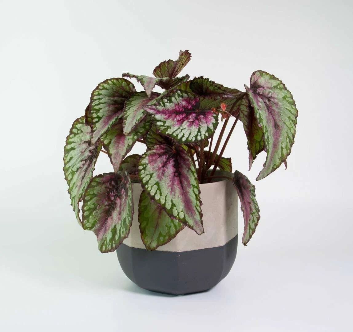 用蟆叶秋海棠杂交培育的观叶植物,叶子可比花好看,桌面上都能养|秋海