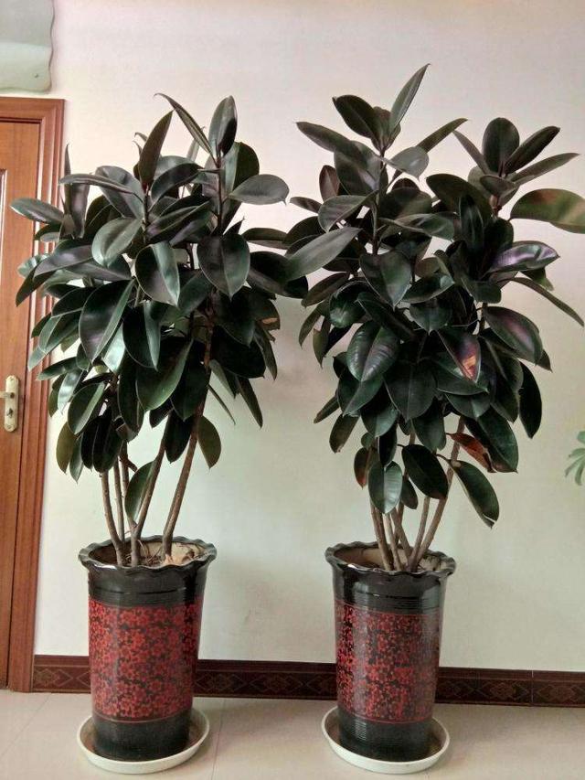 还在养绿萝吗快试试另类的橡皮树吧叶子黑黝黝更大气