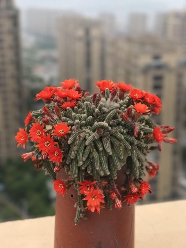 白檀仙人球其貌不扬远看盆里爬满了毛毛虫却很容易开花爆盆