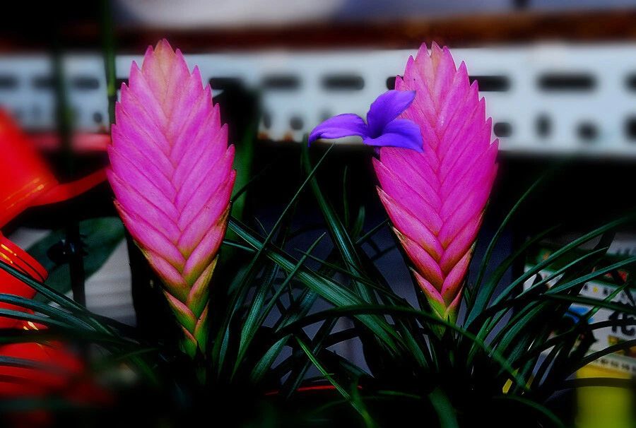 买来的铁兰花苞变绿是咋回事花后无法再次开花有啥办法解决